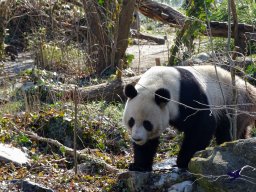 Tiergarten Schönbrunn am 05.03.2026
